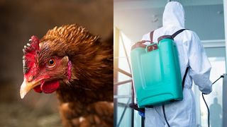 Focar de gripă aviară descoperit la o gospodărie din județul Teleorman. Se află în apropiere de primul focar depistat la sfârșitul săptămânii trecute