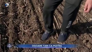 VIDEO- Ogoare tari ca piatra. În sudul României asistăm la un proces de deșertificare