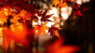 mesaje 1 noiembrie 2023