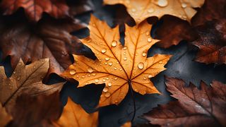 mesaje 1 noiembrie 2023