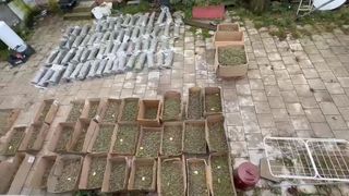 Muguri de canabis descoperiți la Băuțar, Caraș-Severin