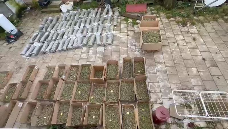 Muguri de canabis descoperiți la Băuțar, Caraș-Severin