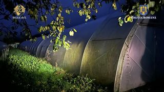 Culturi de canabis descoperite la Băuțar, Caraș-Severin