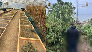 FOTO/VIDEO - Captură record în Caraș-Severin! Trei culturi și sute de kilograme de canabis descoperite de autorități într-o localitate din județ