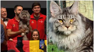 Un motan din România a fost desemnat cel mai frumos din lume la expoziția mondială de la Strasbourg - GALERIE FOTO