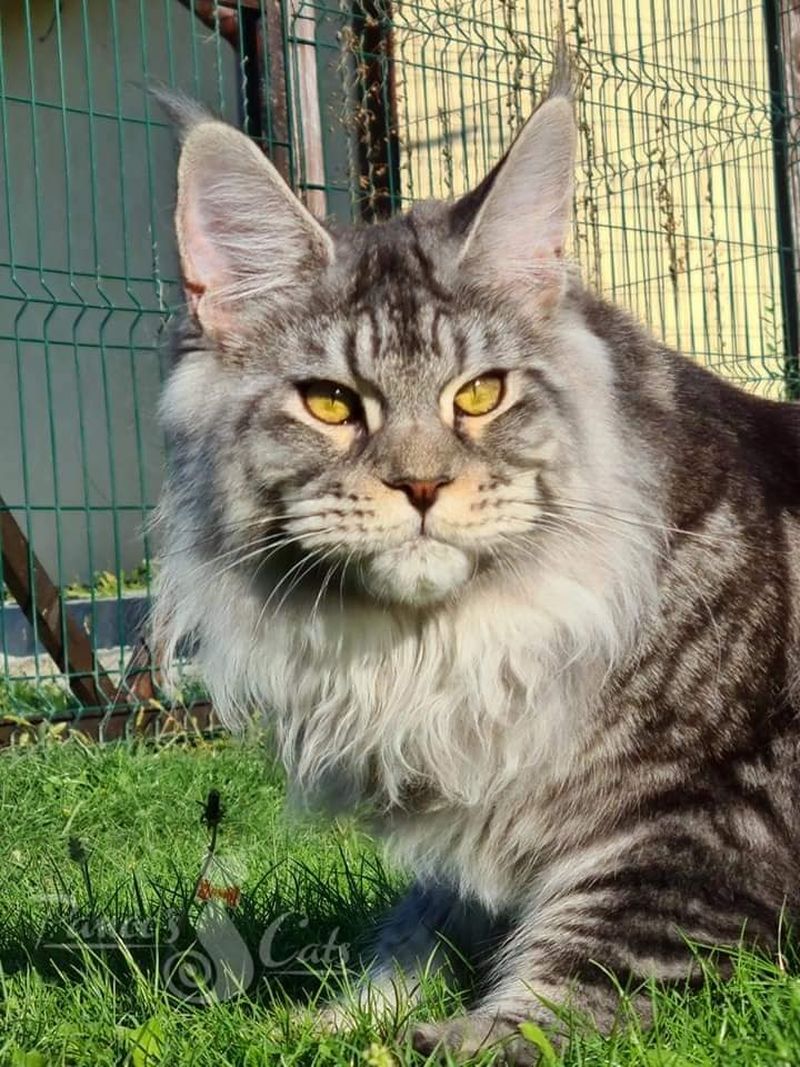 Cel mai frumos motan din lume este din România