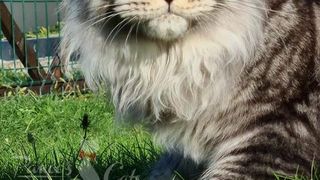 Cel mai frumos motan din lume este din Rom&acirc;nia