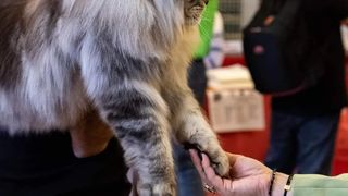 Motanul a c&acirc;ştigat cea mai dificilă categorie din cadrul concursului