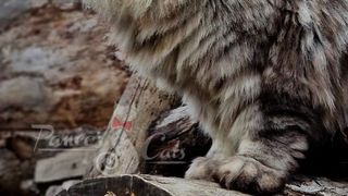 Cel mai frumos motan