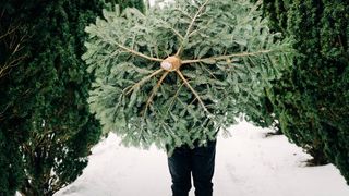 C&acirc;t costă un brad natural?