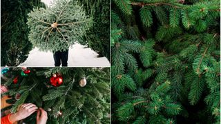 VIDEO- Au apărut primii brazi pentru Crăciun 2023. Cât costă un brad natural?