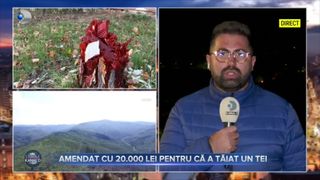 VIDEO- A fost amendat cu 20.000 lei pentru că a tăiat teiul din fața locuinței, &icirc;n țara unde dispar pădurile și nimeni nu plătește