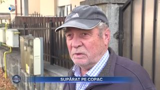 VIDEO - Supărat pe copac. Un sibian primit o amendă de 20.000 de lei după ce a tăiat teiul din fața porții