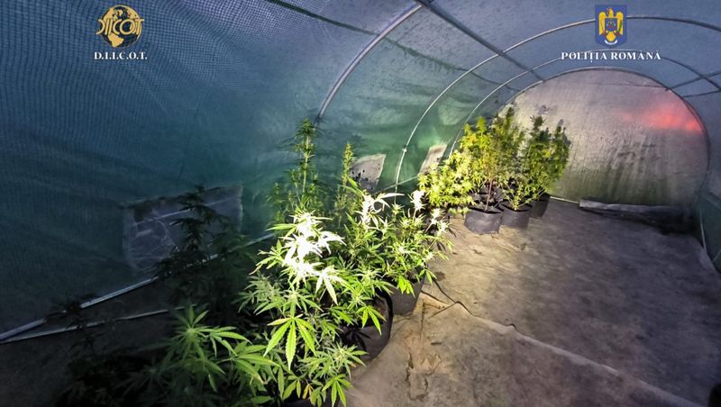 Plantație de canabis în Vrancea