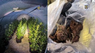 VIDEO - Plantație de canabis, găsită la un bărbat &icirc;n județul Vrancea. Este a doua captură uriașă din ultimele trei zile descoperită de polițiști
