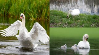 Un focar de gripă aviară a fost identificat în județul Olt. Mai multe lebede ar fi fost infectate