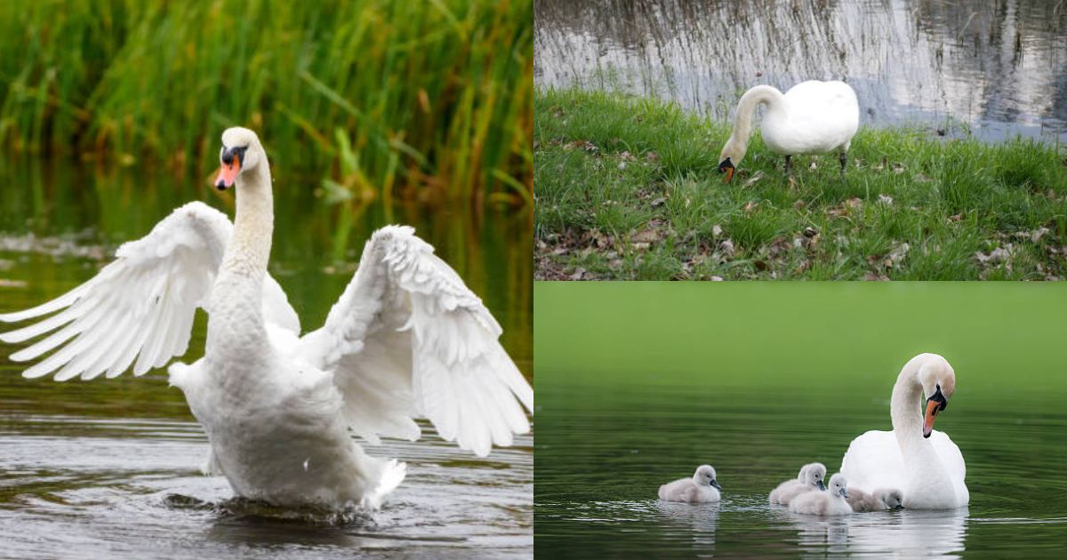 A fost descoperit un focar de gripă aviară în județul Olt. Mai multe păsări, inclusiv lebede, au fost afectate.
