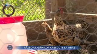 VIDEO - Lege controversată în țară. Fară păsări domestice în gospodării