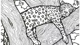 Doar cei cu un IQ ridicat găsesc peștele ascuns în această iluzie optică în maxim 10 secunde