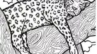 test iq iluzie optica