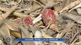 VIDEO - Cocenii au ajuns marfă de lux &icirc;n Occident. Un pachet se vinde și cu 10 euro