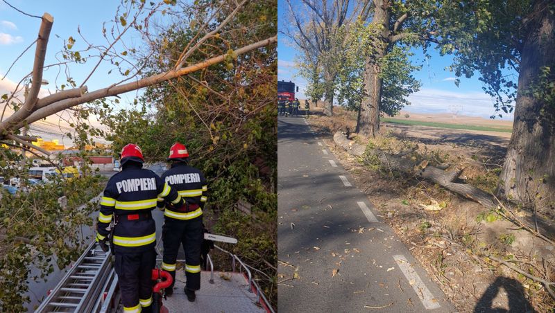 Arbori prăbușiți din cauza vântului, Tulcea