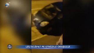 VIDEO - Un leu a scăpat pe străzile unui oraș din Italia. Animalul a fost filmat de localnici