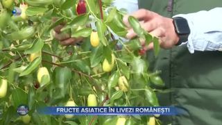 VIDEO - Fructe asiatice în livezile românești. Rodiile, baby kiwi și kaki au stârnit interesul cultivatorilor