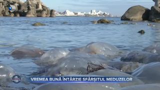 VIDEO - Meduzele aduse la țărmul Mării Negre aduc controverse. Biologii au analizat exemplarele