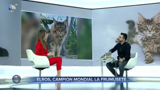 VIDEO - Motanul Elros, campion mondial la frumusețe. Are 4 ani și este din rasa Maine Coon