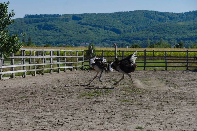 Sâmbătă, de la ora 15:00, în ”ROventura”, Ținutul Neamțului, o lume de poveste