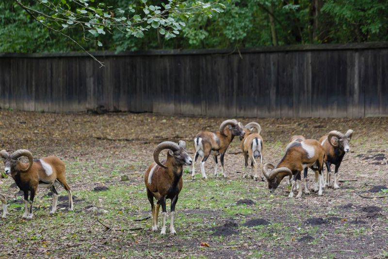 Sâmbătă, de la ora 15:00, în ”ROventura”, Ținutul Neamțului, o lume de poveste