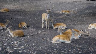 S&acirc;mbătă, de la ora 15:00, &icirc;n &rdquo;ROventura&rdquo;, Ținutul Neamțului, o lume de poveste