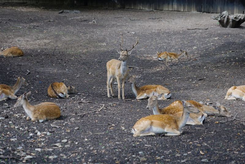 Sâmbătă, de la ora 15:00, în ”ROventura”, Ținutul Neamțului, o lume de poveste
