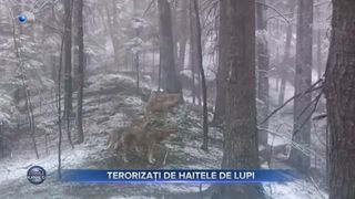 VIDEO - Haitele de lupi au distrus gospodării &icirc;ntregi din Vrancea. Localnicii se tem să mai iasă din case de frică