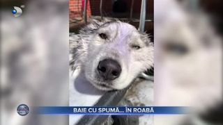 VIDEO- Baie cu spumă... &icirc;n roabă. Un c&acirc;ine Husky face ravagii pe internet