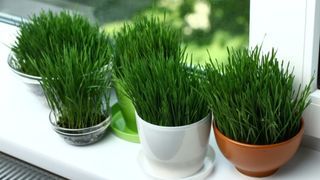 cand se pune graul la incoltit de sf. andrei 2023