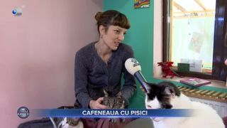 VIDEO- Rom&acirc;nia are un concept de cafenea, preluat din străinătate: cafeneaua cu pisici