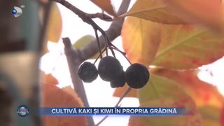 VIDEO- Fructele exotice sunt acum cultivate în România. Un horticultor cultivă kaki și kiwi în propria grădină