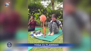 VIDEO- Yoga alături de flamingo, o nouă terapie. Iată cum arată!
