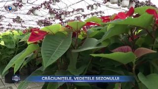 VIDEO- Crăciunițele, vedetele sezonului. Floarea simbol este darul perfect de sărbători