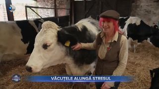VIDEO- Văcuțele alungă stresul. O nouă formă de terapie a cucerit oamenii din străinătate