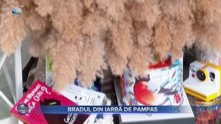 VIDEO- Bradul din iarbă de pampas. C&acirc;t costă un astfel de brad?