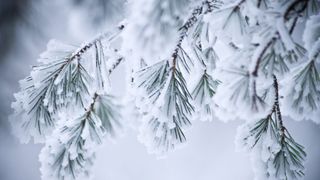 Ninsori și viscol &icirc;n mai multe județe din țară