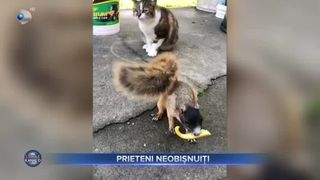 VIDEO - Prietenie neobișnuită &icirc;ntre o veveriță și o pisică. Clipul a devenit viral pe internet