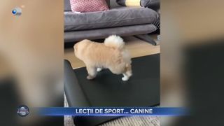 VIDEO - Lecții de sport... canine. Cățeii deveniți virali pe internet