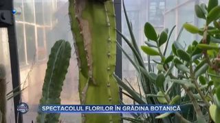 VIDEO - Spectacolul florilor în Grădina Botanică din Cluj. Serele de cercetare sunt deschise publicului, în premieră