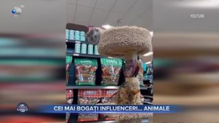 VIDEO - Cei mai bogați influenceri din lumea necuv&acirc;ntătoarelor. Animăluțele simpatice ajung să str&acirc;ngă mai multe aprecieri dec&acirc;t stăp&acirc;nii