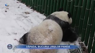 VIDEO- Zăpada, bucuria urșilor panda. Blănoșii se bucură de fiecare fulg de nea
