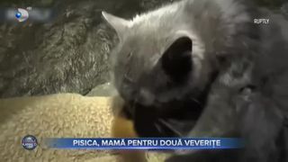 VIDEO- O pisica a devenit mamă pentru două veverițe
